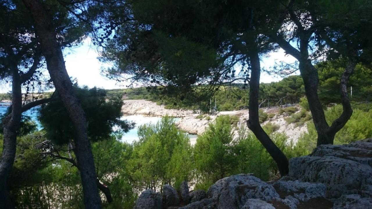 Vue Le Chant Des Cigales *